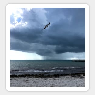 Storm and Gull, Key West Sticker